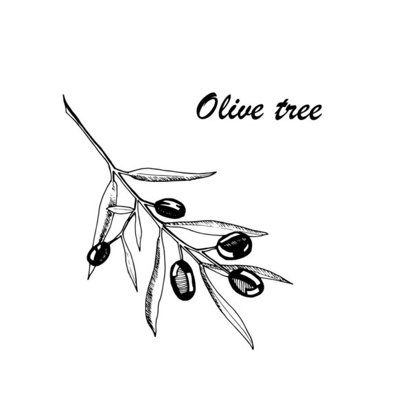 Vector botanic illustration with olive tree on white background. Hand drawn food collection with seasonings, herbs and vegetables. Perfect for culinary books, magazines, textiles.