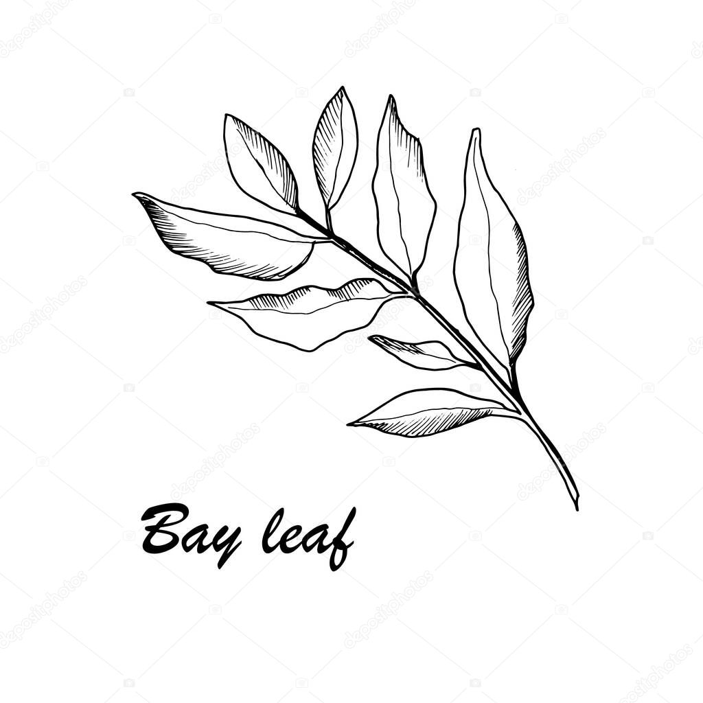 Vector botanic illustration with bay leaf on white background. Hand drawn food collection with seasonings, herbs and vegetables. Perfect for culinary books, magazines, textiles.