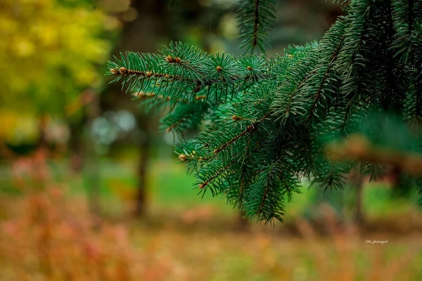 Una Rama Abeto Verde Sobre Fondo Amarillo Verde Cerca Parque —  Fotos de Stock