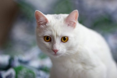 Yatağın üzerinde sarı gözlü beyaz kedi