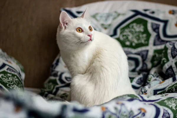 White Cat Yellow Eyes Bed — Stock Photo, Image