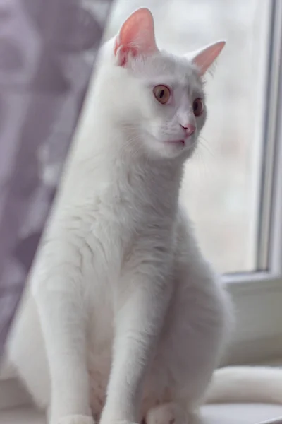 Witte Kat Met Gele Ogen Vensterbank Achter Een Transparant Gordijn — Stockfoto