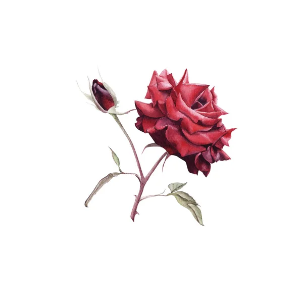 Ręcznie rysowane akwarela Czerwona róża z Bud izolowane na białym tle. — Zdjęcie stockowe