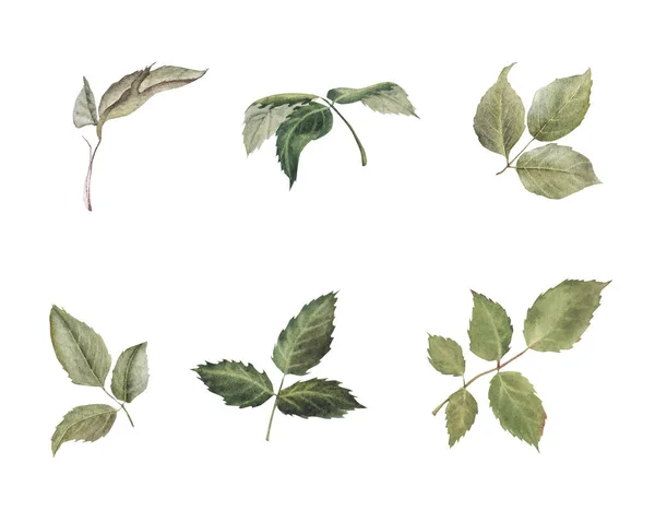 手绘水彩画设置绿色玫瑰叶隔离在白色背景. — 图库照片