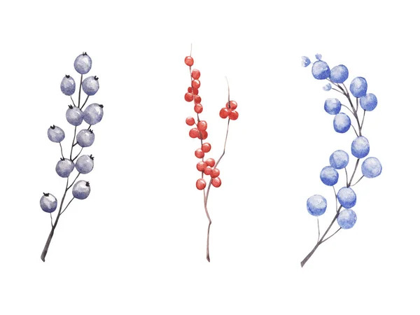 Вручную нарисованные акварелью зимние ягоды и ветви, выделенные на белом фоне . — стоковое фото