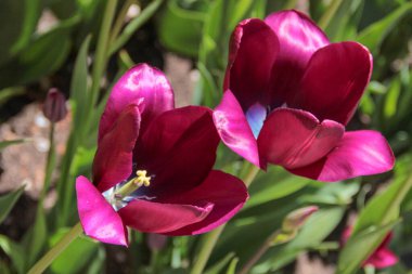 Lale sezonu. Bulanık arka planda parlak bahar çiçekleri laleleri. Bahçede açan güzel pembe lale. Çiçek tarhında laleler.