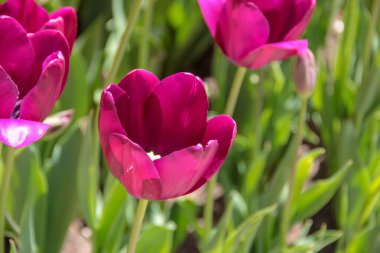 Lale sezonu. Bulanık arka planda parlak bahar çiçekleri laleleri. Bahçede açan güzel pembe lale. Çiçek tarhında laleler.