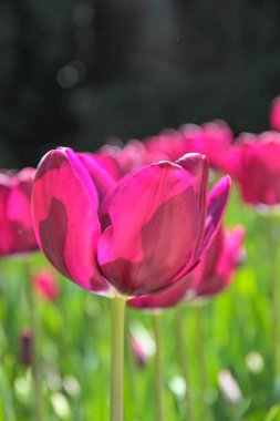 Lale sezonu. Bulanık arka planda parlak bahar çiçekleri laleleri. Bahçede açan güzel pembe lale. Çiçek tarhında laleler.