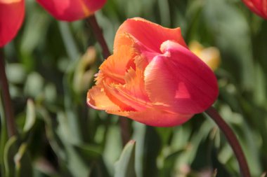Lale sezonu. Bulanık arka planda parlak bahar çiçekleri laleleri. Bahçede açan güzel turuncu lale. Çiçek tarhında laleler.