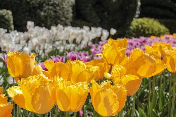 Closeup of yellow and purple tulips flowers with green leaves in the park outdoor. Warm jovial spring day. Traditional dutch flower, tulip.