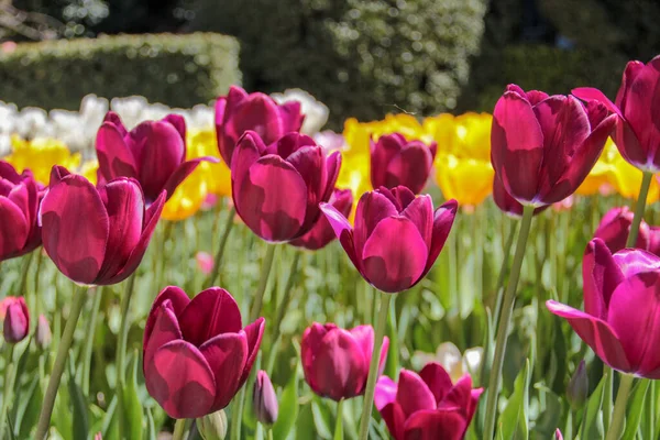 Closeup of yellow and purple tulips flowers with green leaves in the park outdoor. Warm jovial spring day. Traditional dutch flower, tulip.