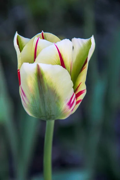 Época Das Tulipas Flores Frescas Brilhantes Primavera Tulipas Fundo Borrado — Fotografia de Stock