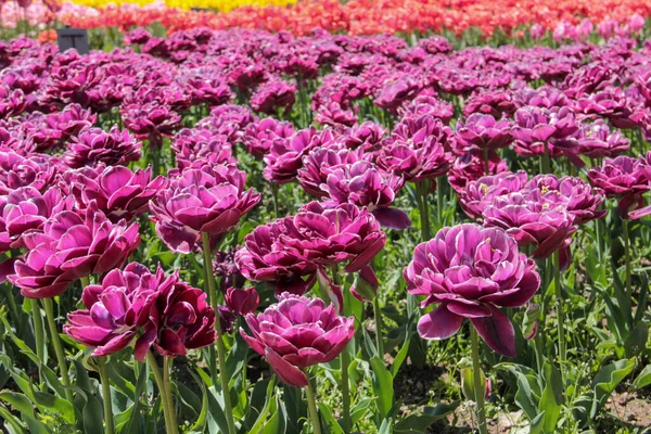 Purple Tulips Field Flowers In Spring Blooming Blossom Scene Traditional Dutch Flower Tulip Typical Scenery With Tulips Sea Of Purple Tulips Background Traditional Holland The Netherlands Stock Images Page Everypixel