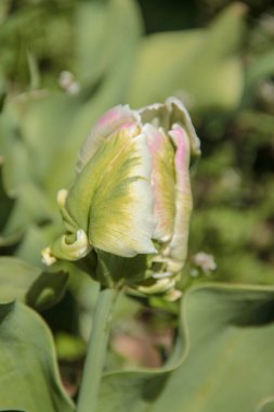 Lale sezonu. Taze bahar çiçekleri parlak bahar çiçekleri bulanık arka planda beyaz papağan lalesi tomurcukları. Bahçede açan güzel pembe lale. Çiçek tarhında laleler.
