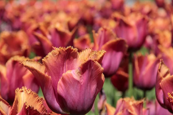 Pink and orange tulips against green foliage. Pink tulips field. Flowers in spring blooming blossom scene. Pink hybrid tulips background. Tulip backdrop. Bicolor tulips.