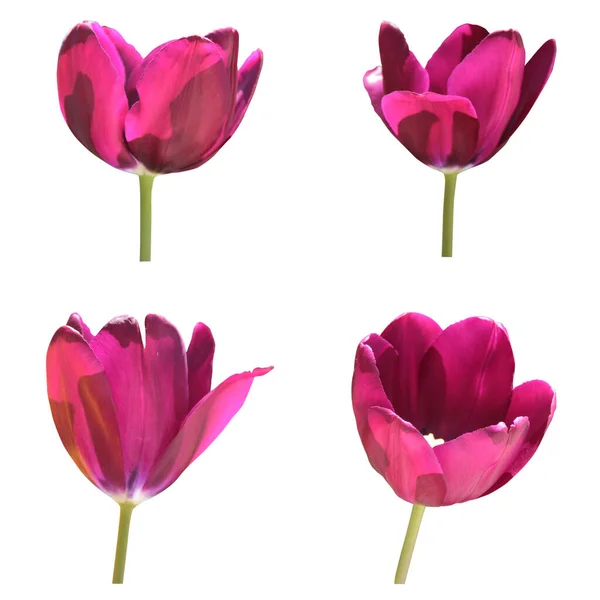 보라색 튤립꽃은 백지에 고립되어 꽃다발 — 스톡 사진
