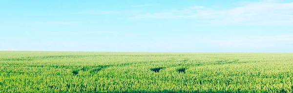 Field Green Fresh Grass Blue Sky Landscape Field Sky Beautiful — Stock Photo, Image