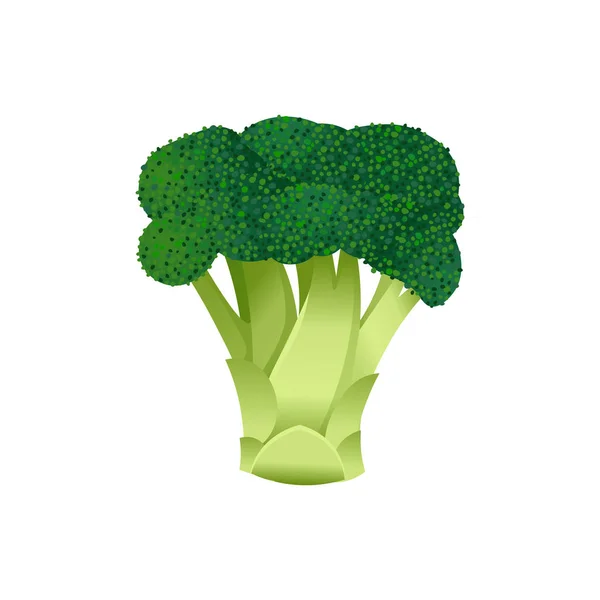 Brócolis Sobre Uma Ilustração Vetorial Fundo Branco — Vetor de Stock