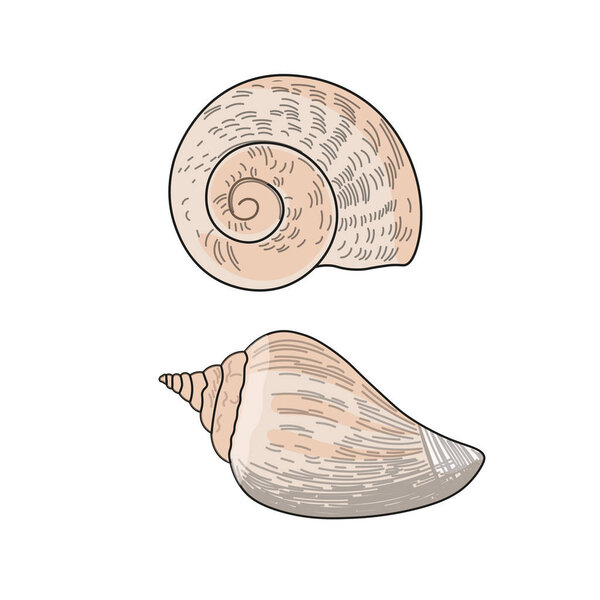 Seashell vector. Vector illustration in sketch style on white background