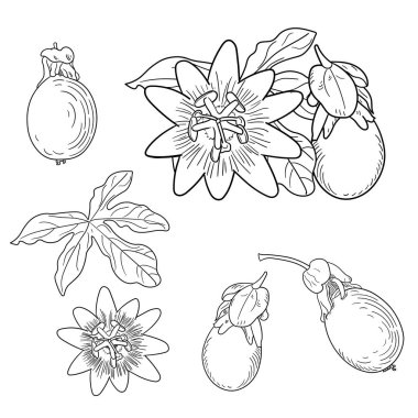 Tutku çiçeği. Eskiz tarzında çiçek unsurları. Çizgi tarzı. Beyaz arkaplanda izole.