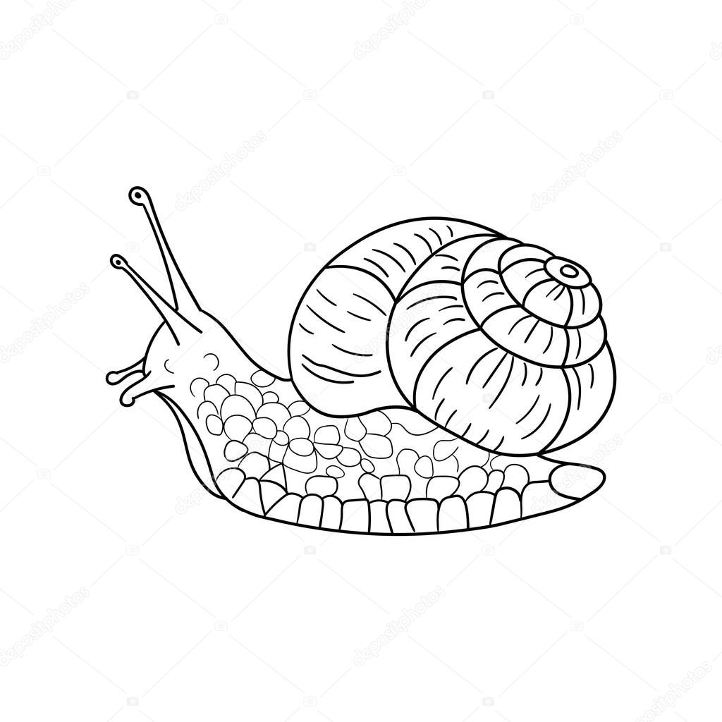 Snail for spa salon, eco cosmetics. Vector in sketch style. Line style. Isolated on white background.