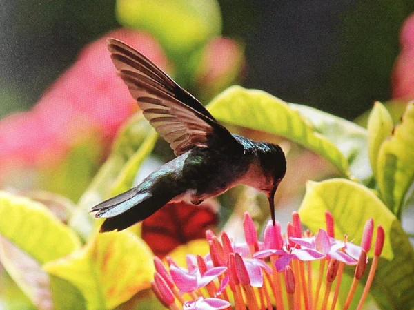 蜂鸣鸟（鸟）收集花粉从异国情调的花 — 图库照片