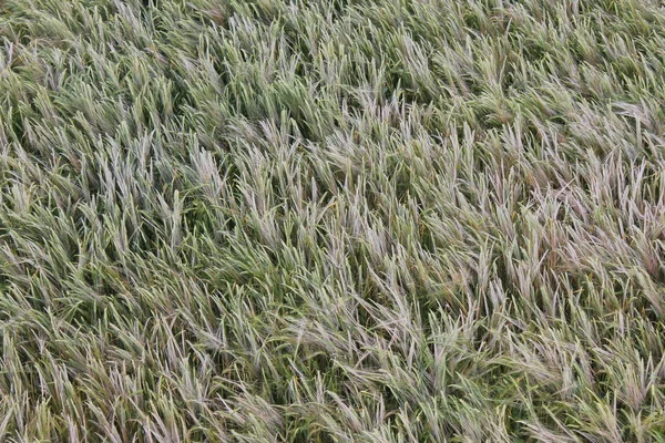 Anbau von Roggen-Weizen-Saatkorn-Kopf — Stockfoto