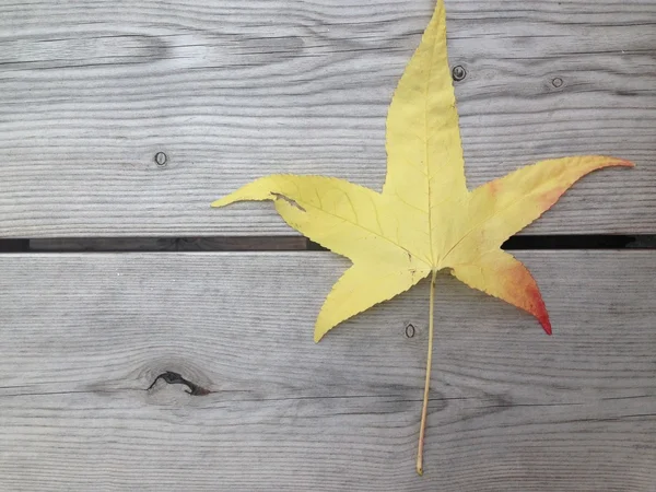 Folha de outono em fundo de madeira granulada com espaço de cópia — Fotografia de Stock
