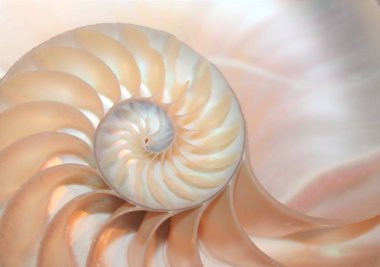 Nautilus kabuk fibonacci desen kesit deniz kabuk stok, fotoğraf, fotoğraf, resim, resim,