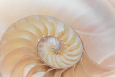 Nautilus shell fibonacci pattern in cross section sea shell stock, photo, photograph, image, picture, clipart