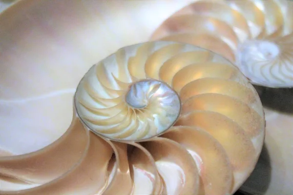 Simetria de casca de nautilus Fibonacci meia seção transversal espiral proporção dourada crescimento da estrutura close-up de volta iluminado mãe de pérola close-up — Fotografia de Stock