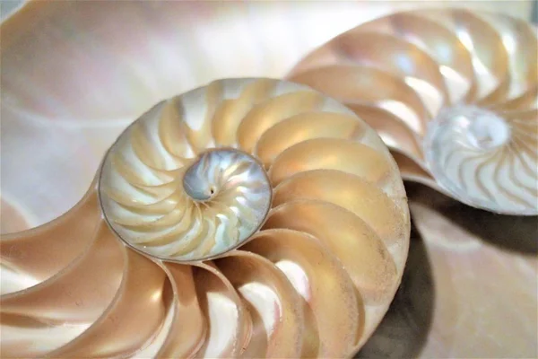 Nautilus shell fibonacci padrão na seção transversal do mar shell estoque, foto, fotografia, imagem, quadro , — Fotografia de Stock