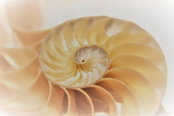 Nautilus shell fibonacci minta keresztmetszetét tengerre Shell — Stock Fotó