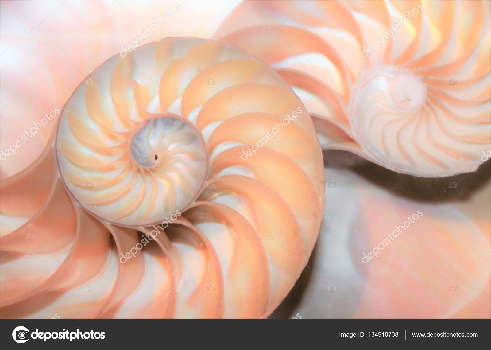 Fibonacci Sequence In Nature Shell