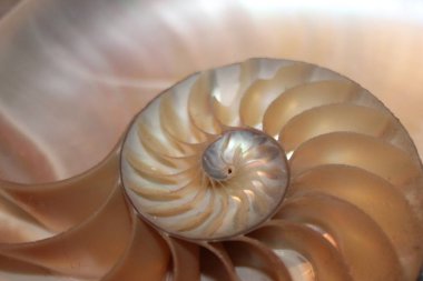 Fibonacci desen kesit nautilus deniz kabuğu