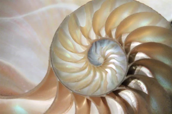 Padrão de fibonacci shell nautilus na seção transversal casca do mar nautilus — Fotografia de Stock