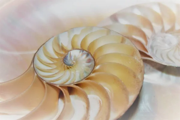 Simetria da concha de nautilus padrão do fibonacci da concha do mar na seção transversal — Fotografia de Stock