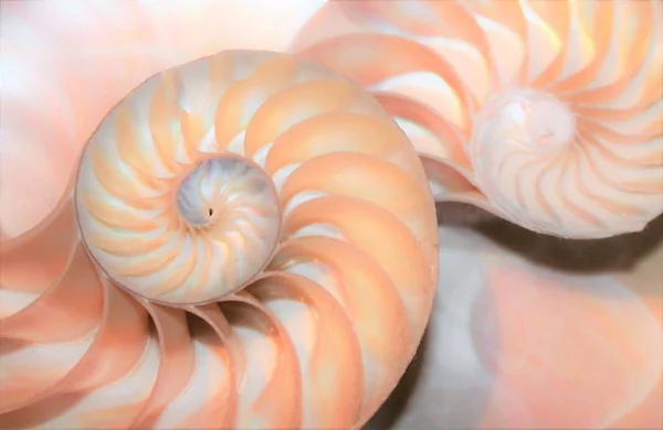 Skorupa nautilus perła Fibonacci sekwencja symetria przekrój spiralny skorupa struktura złoty stosunek tło natura wzór mięczak skorupa (nautilus pompilius) kopia przestrzeń pół podzielony kolba zdjęcie — Zdjęcie stockowe