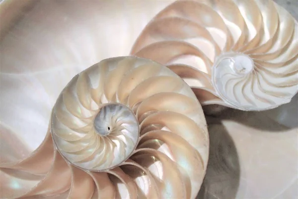 Fibonacci mönster i tvärsnittet nautilus skal — Stockfoto