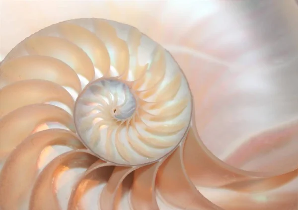 Nautilus Shell spirala symetria krzyż przekrój Fibonacciego wzoru w Nautilus Sea Shell Stock, Fotografia, Fotografia, obraz, obraz, — Zdjęcie stockowe