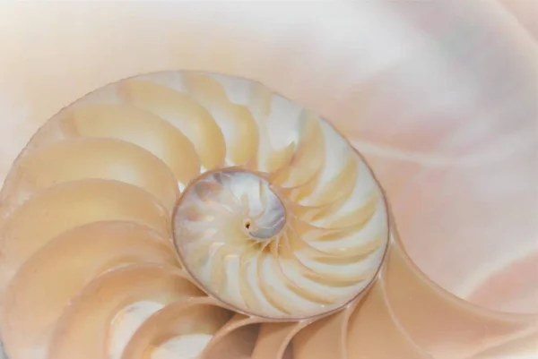 Fibonacci pattern in cross section nautilus sea shell — Stock Photo, Image