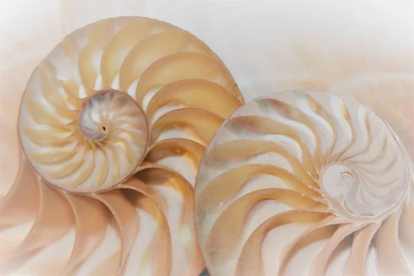 Nautilus conchiglia spirale sezione trasversale metà simmetria fibonacci nautilus pattern in conchiglia marina — Foto Stock