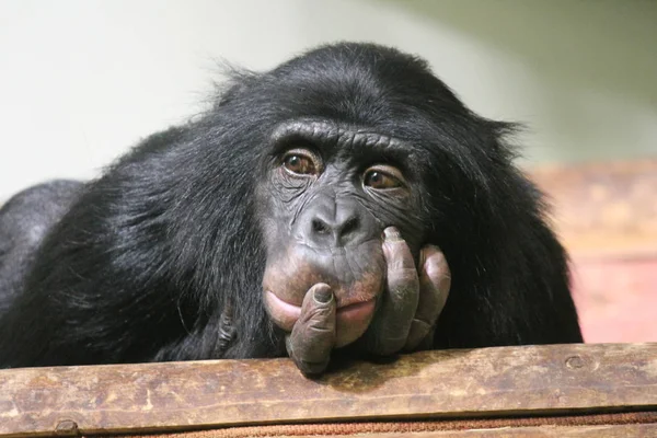 Chimpancé chimpancé (Pan trogloditas) mono mirando a la cámara triste mirada reflexiva emocional — Foto de Stock