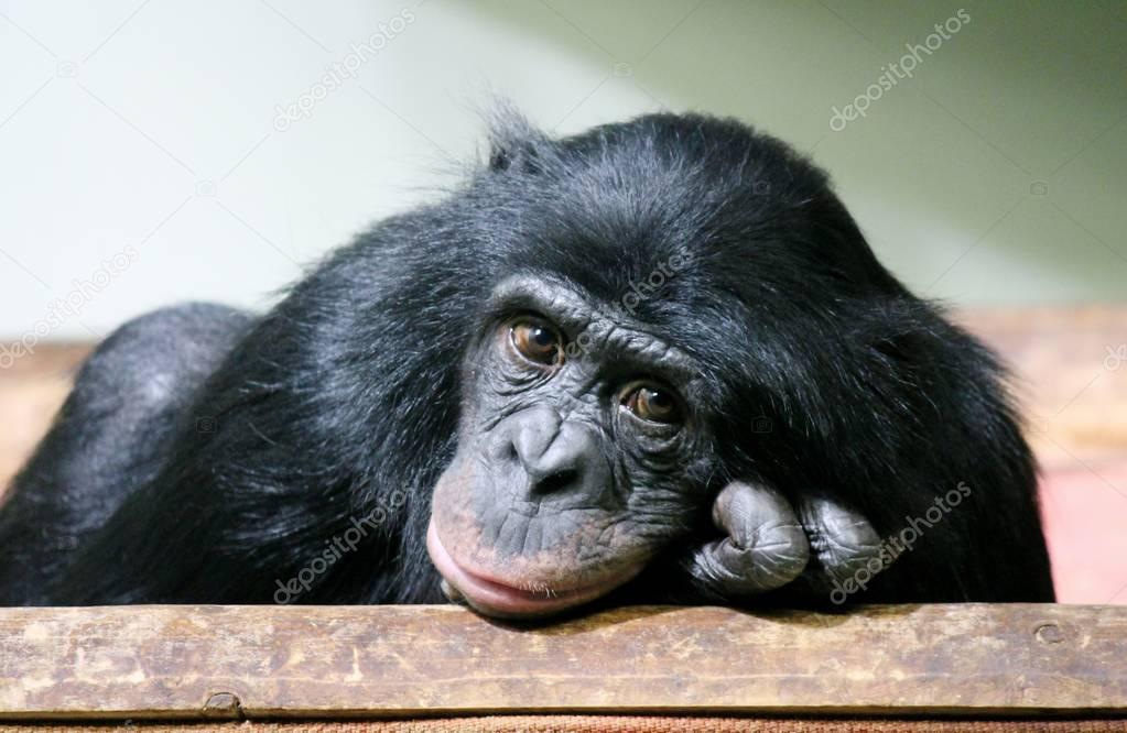 chimpanzee chimp (Pan troglodytes) ape chimp looking to camera sad emotional thoughtful look