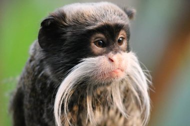 Emperor Tamarin monkey on branch white mustache  clipart