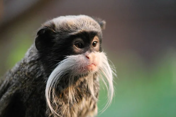Macaco - Imperador Tamarin macaco no ramo bigode branco — Fotografia de Stock