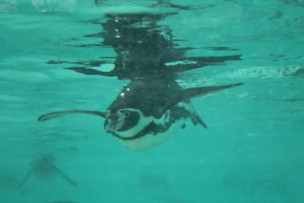 Nadando pingüino - nadando pingüino jorobado (Spheniscus humboldti ) — Foto de Stock