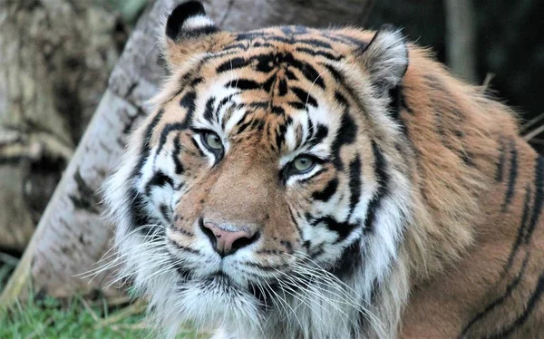 Тигр - Суматранский тигр редкий и вымирающий — стоковое фото