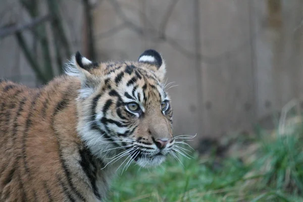 Cachorro de tigre - Tigre de Sumatra raro y en peligro — Foto de Stock