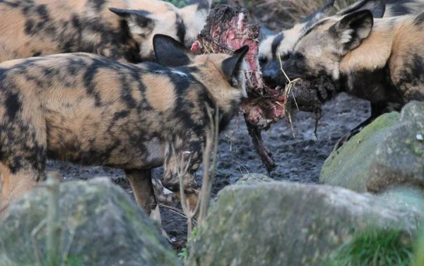 Afrikanisches Jagdhunderudel frisst Pferdekutschen — Stockfoto